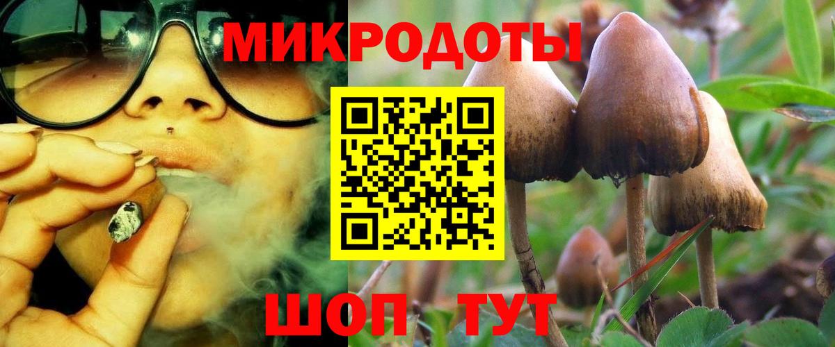 Псилоцибиновые грибы Psilocybe Соль-Илецк